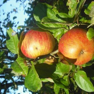 Manzana variedad Reineta Roja